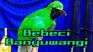 Download lagu MASTERAN suara asli BEBECI cucak ijo BANYUWANGI gacor sambung TEMBAKAN mp3