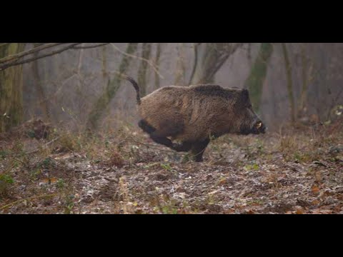 King's Game — Driven Wild Boar