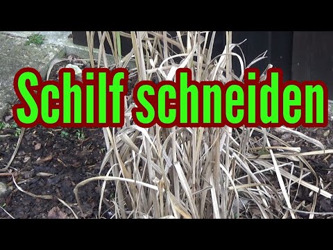 Cutting reeds when and how to cut back reeds cutting back reeds