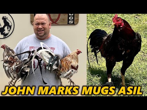 TEXAS !! Beautiful Birds Marks Mugs Asil - John Anthony Marks