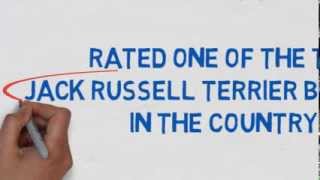 Snow Creek Jack Russell - Top Jack Russell Terrier Breeder in the Country