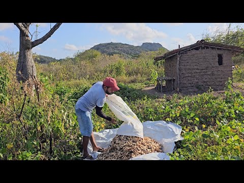 COLHEITA DE FAVA NO AGRESTE DA PARAIBA ZONA RURAL DE INGÁ-PB 