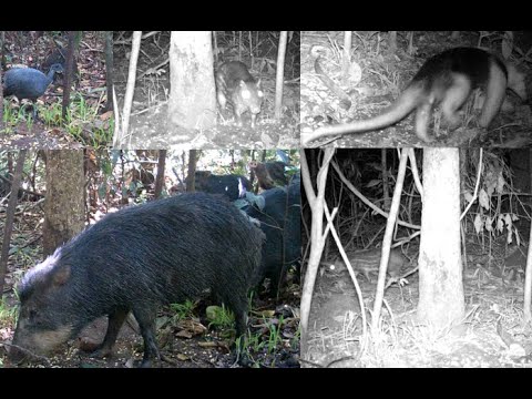 MELHOR ALIMENTO PRA CEVAR MACUCO / PACA/ LAMBU/ ANTA/ CUTIA/ MUTUM // OBRIGADO AOS 2.000 INSCRITOS