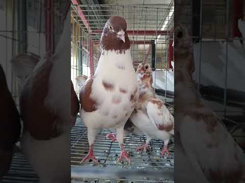 gurrumina o gurrumino?