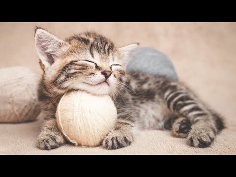 Music to Calm Cats 🐱 End Stress With Relaxation Music & Anxiety Relief | Cat love Music