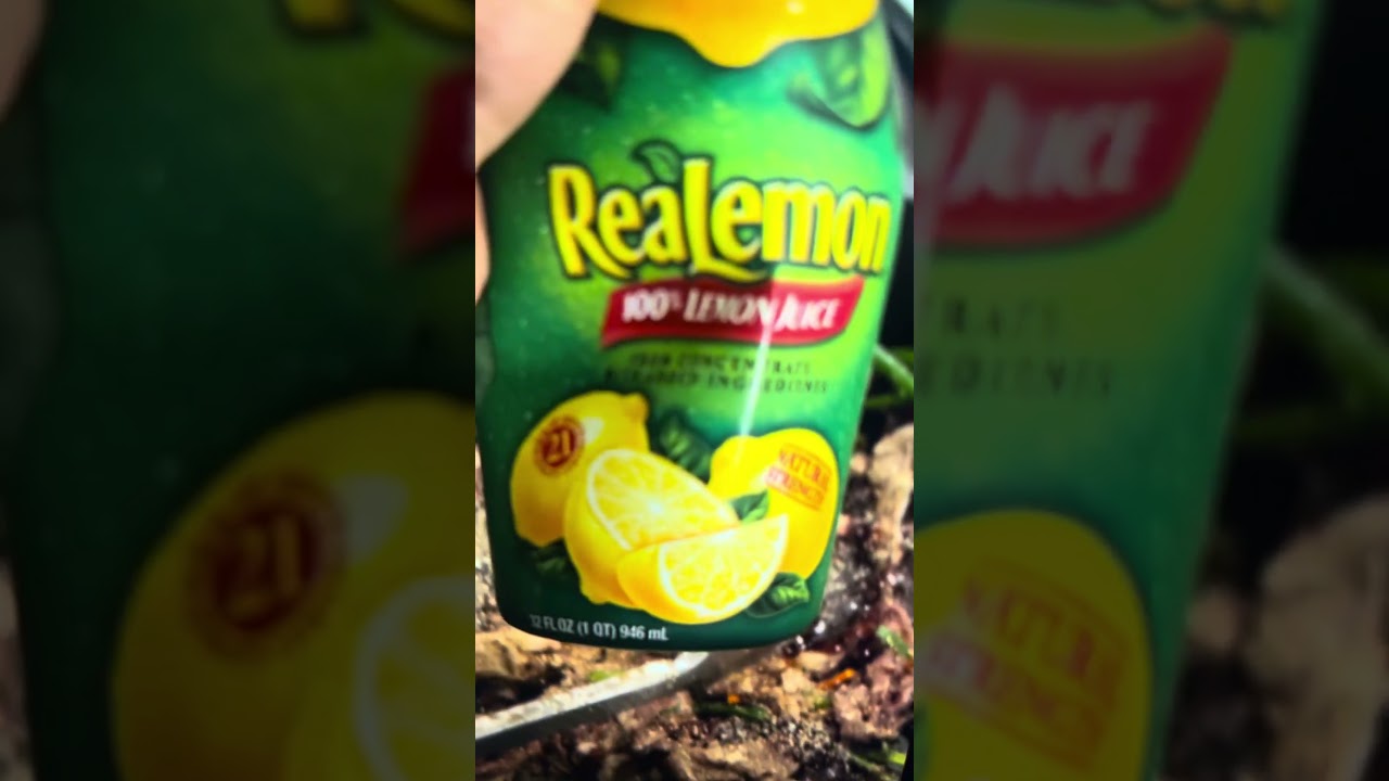 UMAMI Menu Deep Savory Irresistible#food #subscribe #shortsfeed#shortvideo