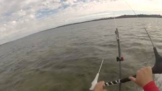 Kiting in Peels Reserve Estuary