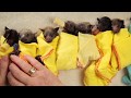 Introducing... Baby Bat Burritos - an Adorable Outfit for Bats