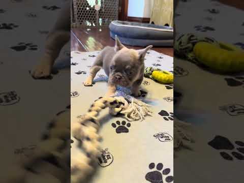 Video 3
