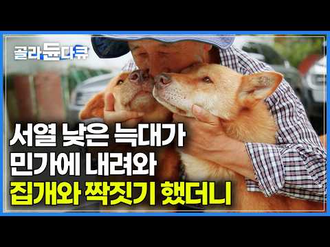 서열에 밀린 소백산 늑대가 민가에 내려와 암컷 집개와 짝짓기 했더니｜했더니 죽을 때까지 첫 주인만 따른다. 늑대의 피가 흐르는 한국 토종견 불개｜아주 각별한 기행｜#골라듄다큐