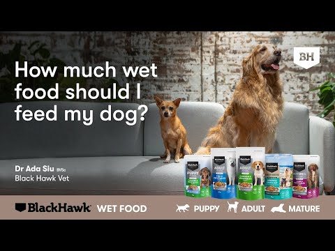 How Much Wet Food should I Feed my Dog?