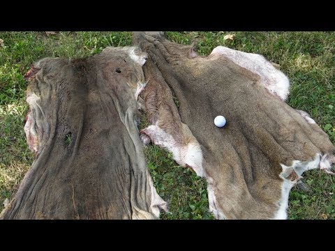 Part of a video titled How to Skin a Deer Using a Golf Ball - YouTube