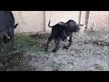 buffalo baby playing ☺☺