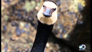 &quot;Chevere&quot; Julio y Voltio Ft. Notch