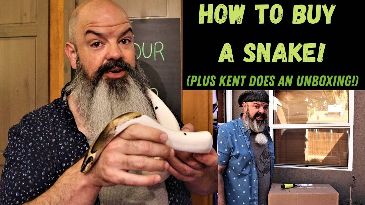 How To Buy A Snake: