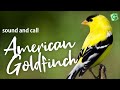 American Goldfinch Song Sound Call And Singing