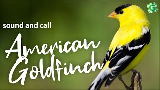 Download lagu Suara dan Nyanyian Burung Goldfinch Amerika mp3 Download lagu Suara dan Nyanyian Burung Goldfinch Amerika mp3