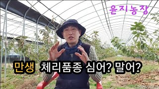 만생종 체리품종에 대하여 몇마디~~