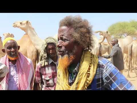 Baydhabo 80 sano jir dalaal ka ah saylaada xoolaha