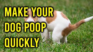 How To Make Your Dog Poop Quickly/Amazing Dogs