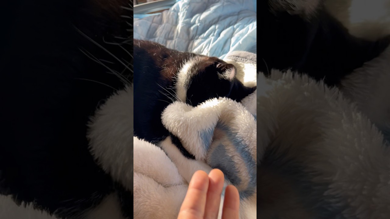 甘えん坊猫と幸せな手遊び歌🐈ハチワレ猫ざきお【猫動画】