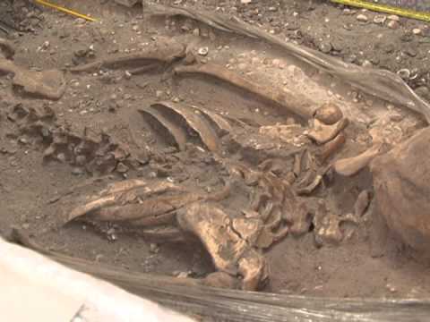 Arqueólogos pesquisam sobre esqueleto retirado de sambaqui em Laguna