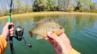 Live Bait vs Cut Bait for SUMO Size Catfish