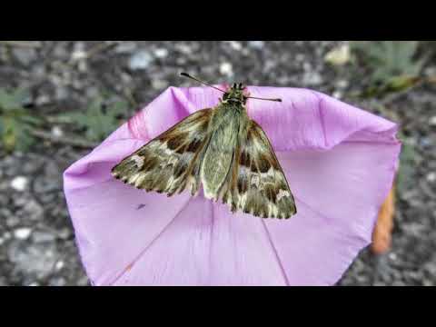 "Natur in Ligurien-Italien im Sommer 2016"- Wolfgang Schmökel