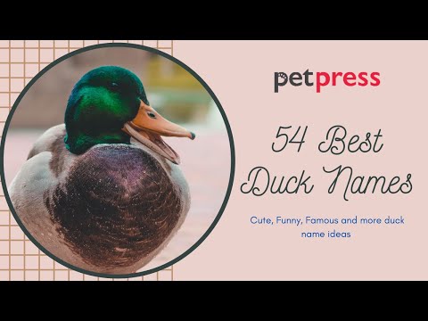 image-What are funny names for ducks?