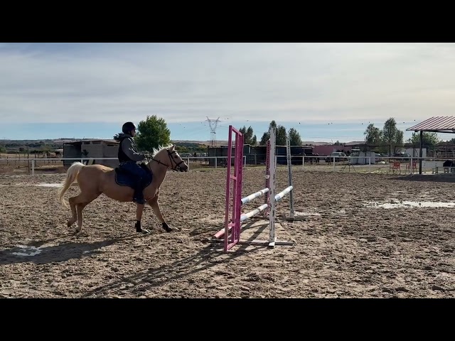 Gelding Welsh Pony (Section C) For sale 2008 Palomino