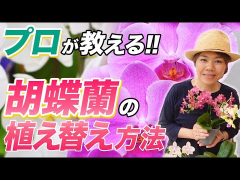 植え替え用のおしゃれなフラワーボックス ガーデンデザイン