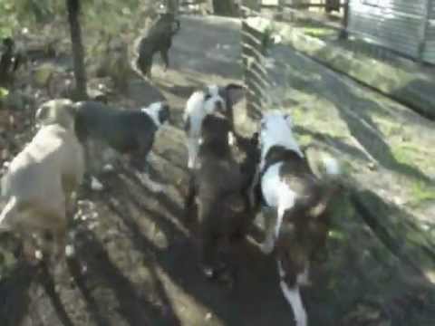 Milkshake, an adopted Labrador Retriever & Pit Bull Terrier Mix in Massapequa, NY_image-1