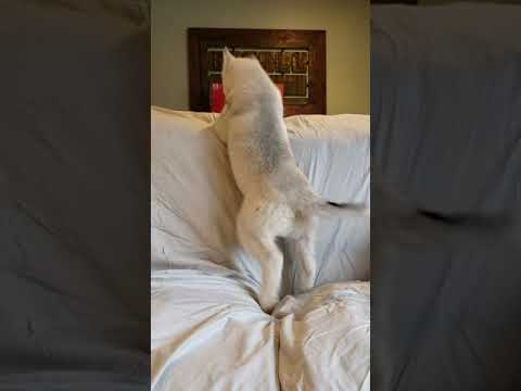 Case of the Zoomies!