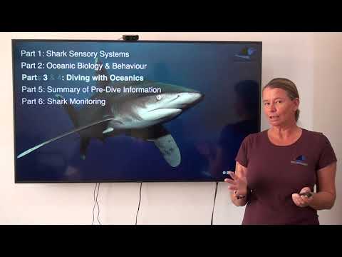 Part 3: Diving with Oceanic Whitetips!