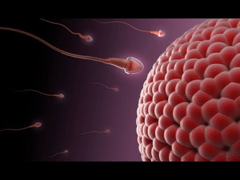 FECUNDAÇÃO - MEDICINA (UNESP)