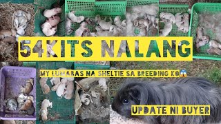 Guine pig farming || Pano malaman kung buntis ang guinea pig