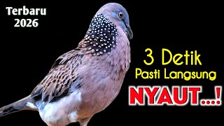 Download lagu Suara Burung Tekukur Gacor Terbaru 2026 Paling Ampuh Untuk Pancingan mp3