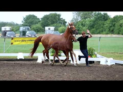 Hengstfohlen von Vidar x Curator x Da Caprio