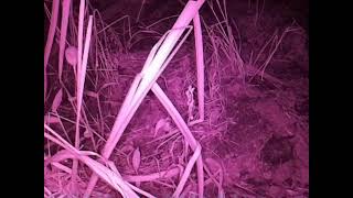 ダルマガエル観察ライブ20250831