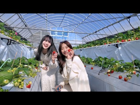 【4K】Strawberry Picking in Kurume : Sweet & Juicy Adventure!