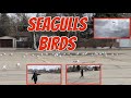 SEAGULLS BIRDS IN THE PARKING LOT WINNIPEG MANITOBA CANADA YD Fam