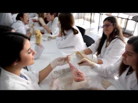 Anatomia e Fisiologia 2016 - Aula Prática - ESESJcluny