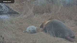 Gray Seal Pupping | Highlight Reel 2023