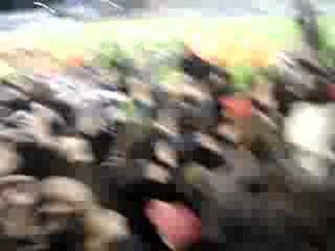 Sint-Truiden - Eendracht Aalst 1-2