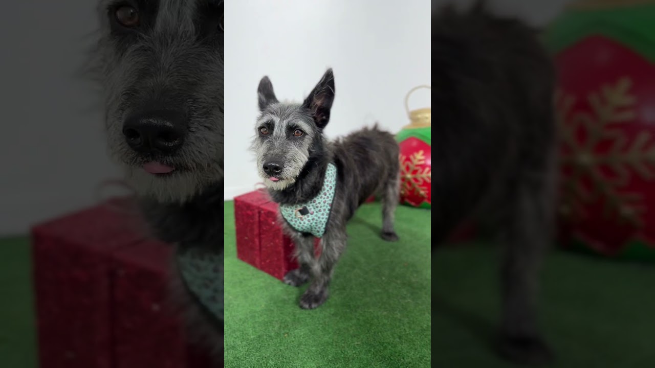 Enlarge Olive-One of our Amazing Rescue Dogs, a Adoptable mixed breed in Sparks, NV video 2/2
