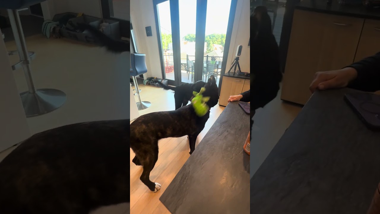 Porter, an adopted mixed breed in Chicago, IL video 5/5