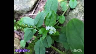 福田頭(毛無山)　2025.7.6