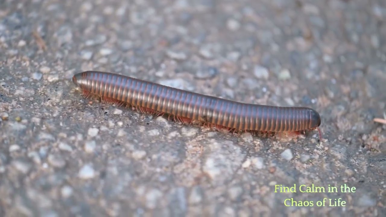 Embrace Mindfulness with AI Meditation