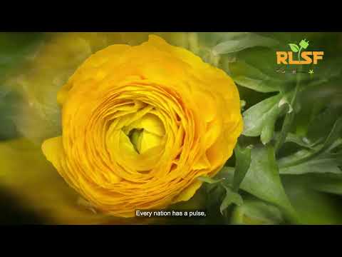 Rlsf
