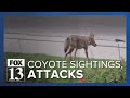 Sandy, Draper residents reporting increase in coyote sightings, pets attacked